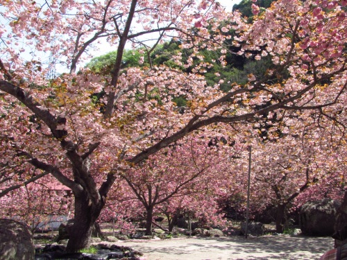 八重桜（一心寺）F_0012a.jpg