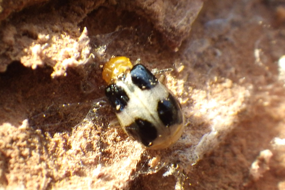 ヨツボシハムシ