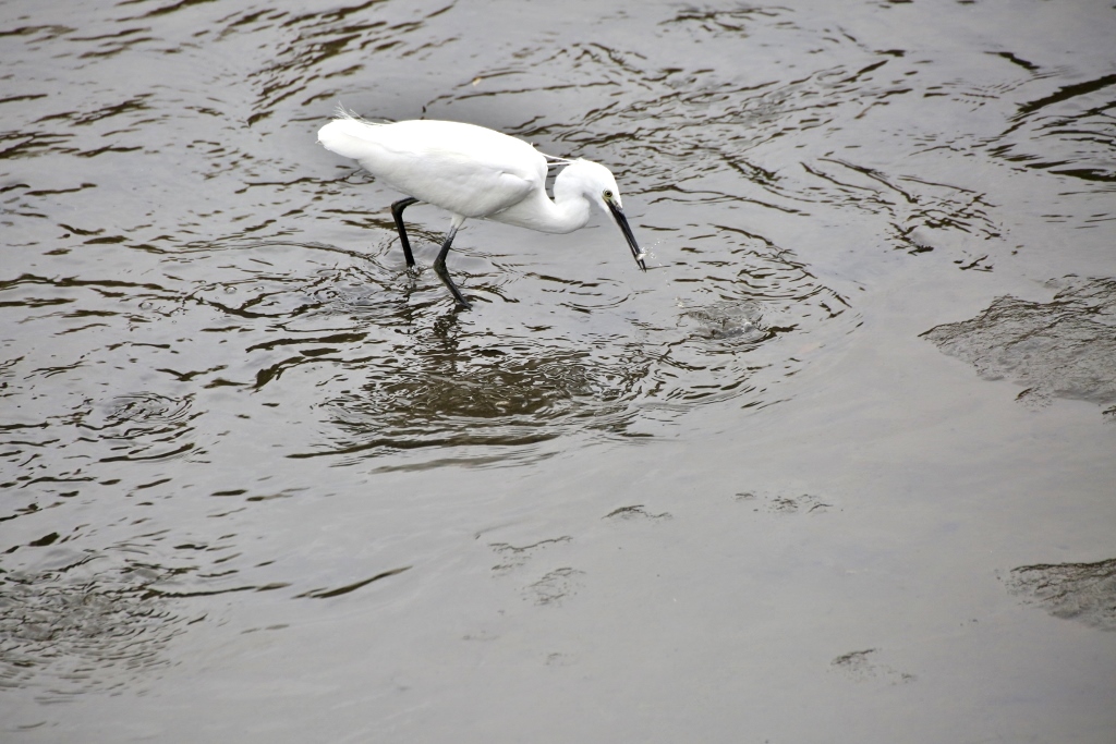 B97A1886 (1024x683).jpg