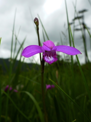 尾瀬ヶ原201307089.jpg