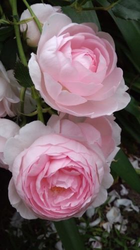 ピンクの球薔薇2018