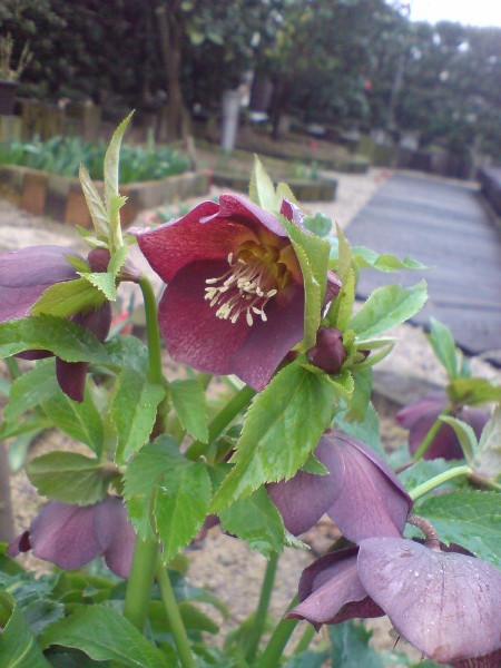 クリスマスローズ　紫