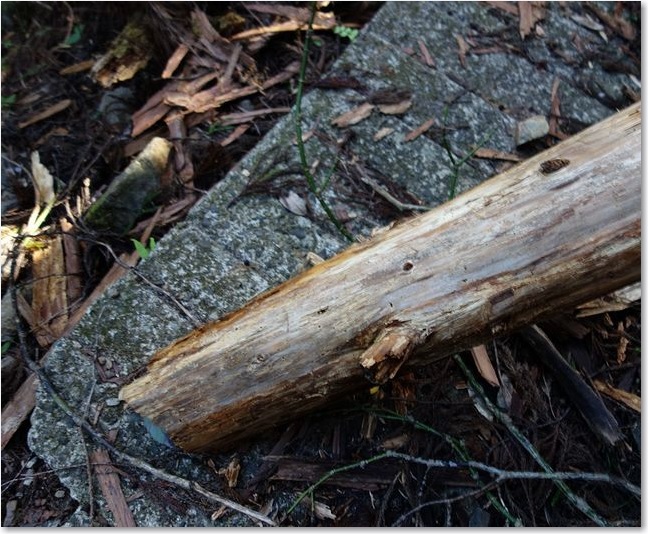 112丸太がふさぐ道