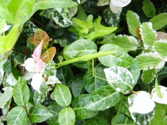 DSC09164.JPG