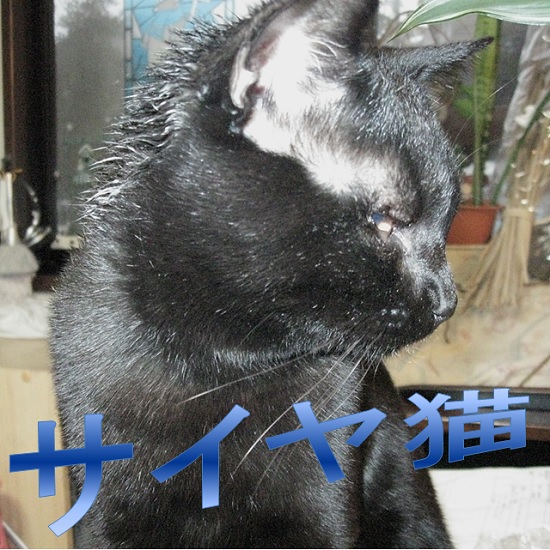 猫に危険な植物 毎日を 愉快に暮らすできごと日記 楽天ブログ