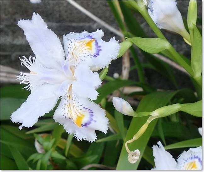 38道端のシャガR