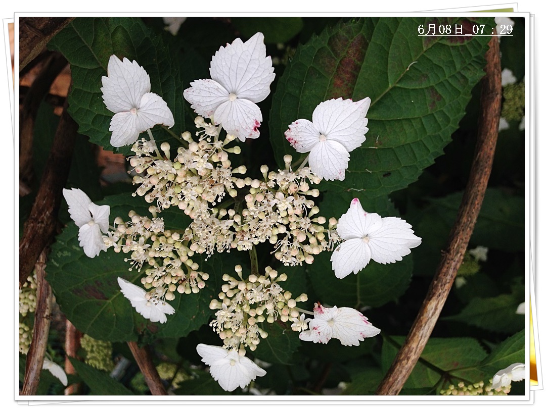 紅ガク紫陽花.JPG