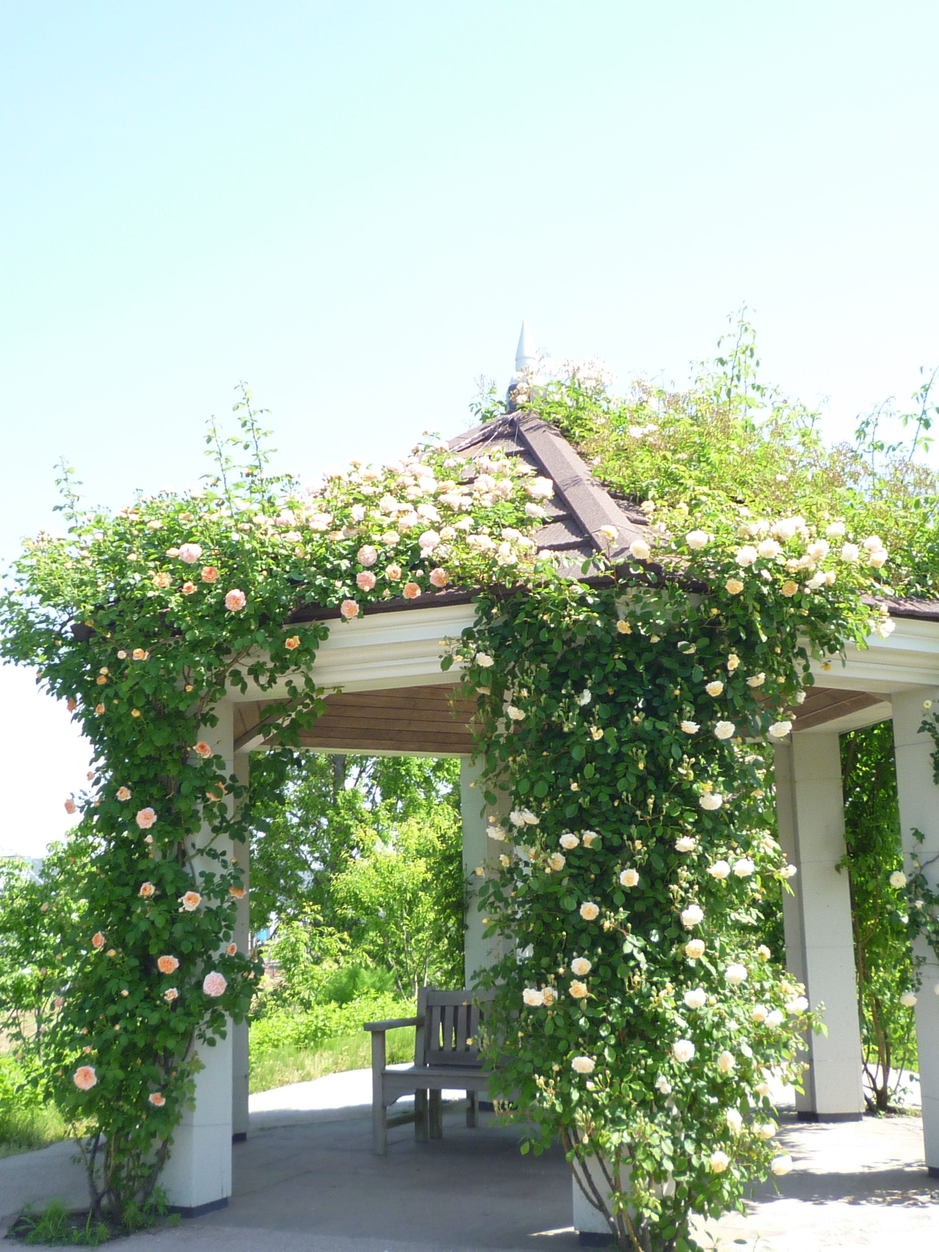 P1170481 - コピー.JPG