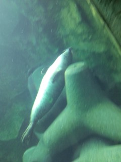 水中のアザラシ.jpg