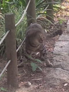 景色に溶け込む猫
