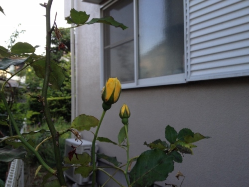 IMG_9365 (640x480).jpg