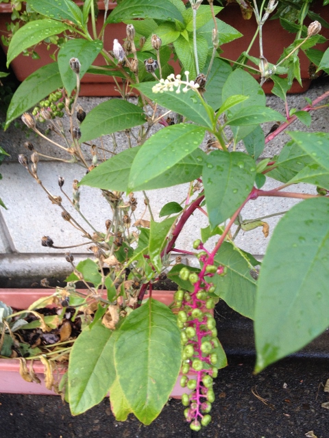 IMG_1359 (480x640).jpg