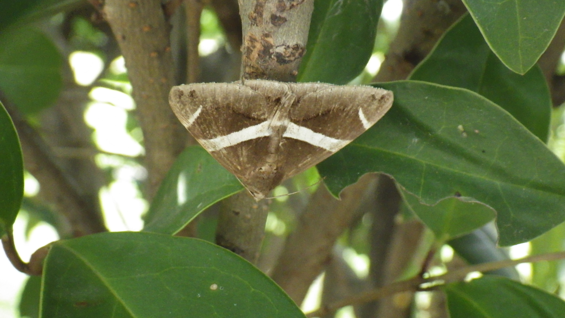ホソオビアシブトクチバ