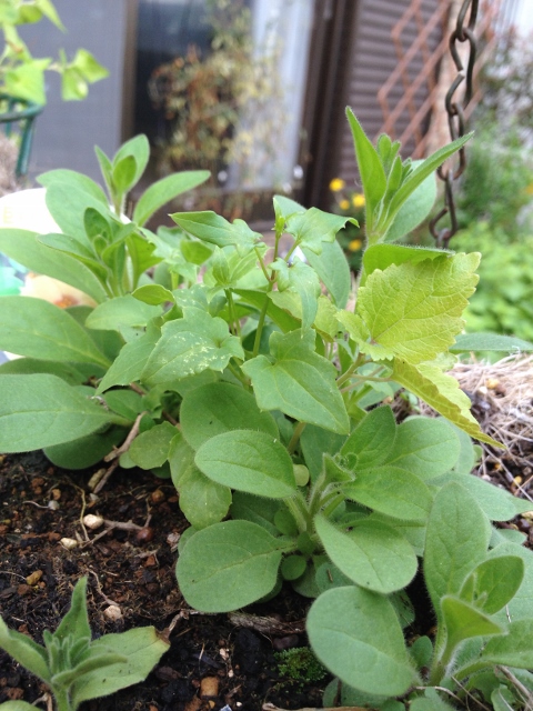 IMG_8963 (480x640).jpg