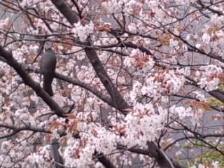 桜の枝に鳥2017