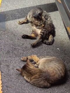 くつろぎ日和2016