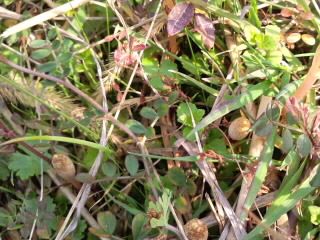 顔を出す土筆2017