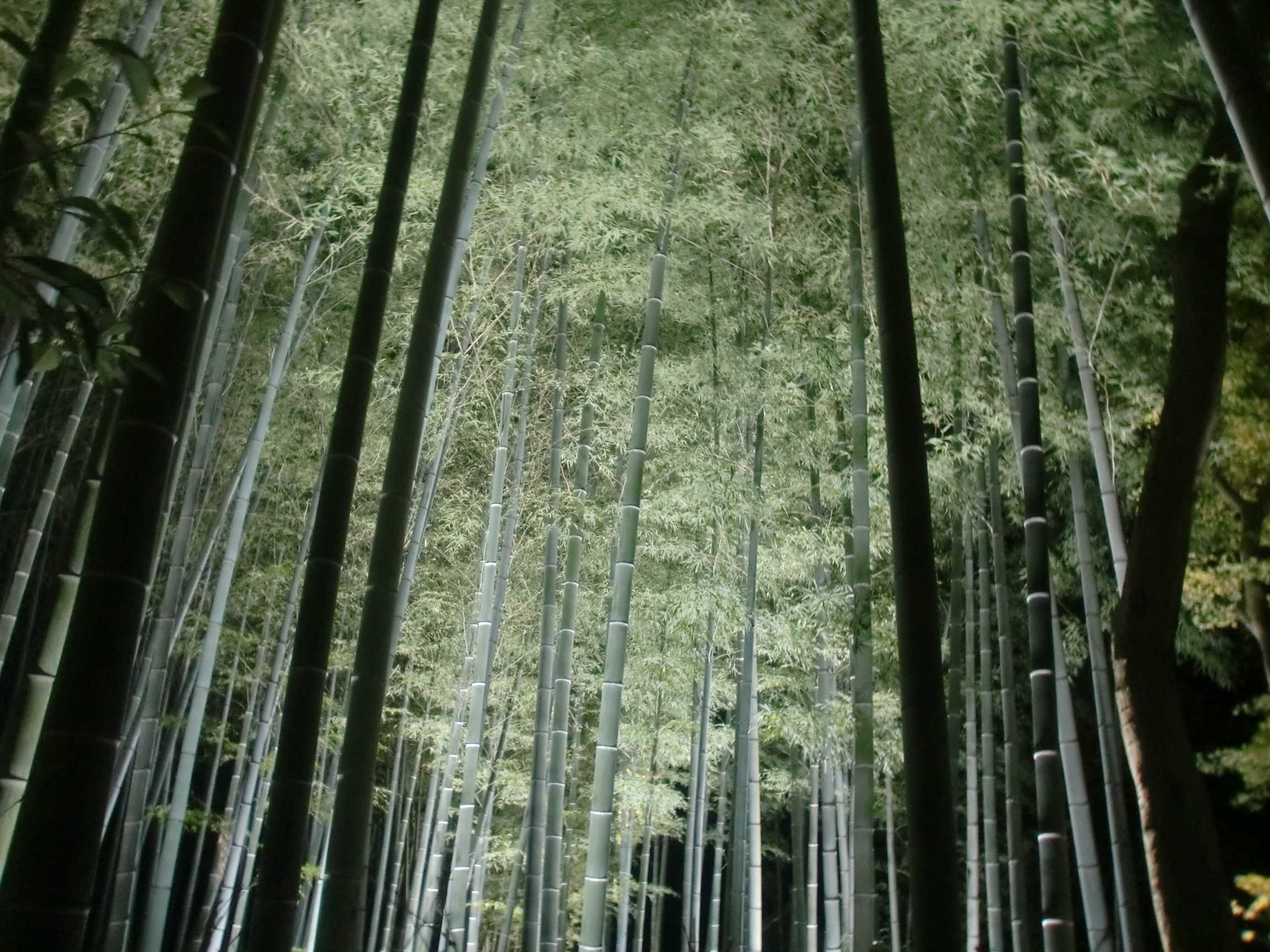 青連寺　竹林.JPG