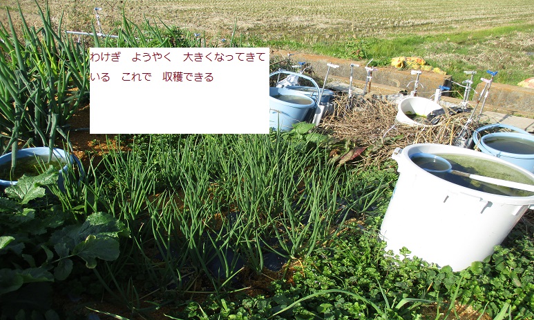 わけぎ.JPG