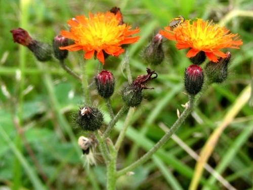 コウリンタンポポの花 コウリンタンポポは 初めての出合いでした 気仙沼大島での自然観察 その8 しろうと自然科学者の自然観察日記 楽天ブログ