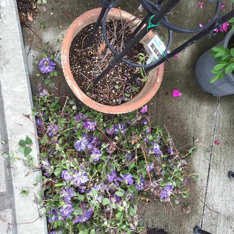 2016-05-06 14.34.13.jpg