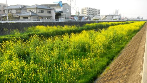 恩智川の西洋辛子菜の花.JPG