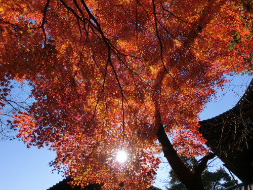 寂光院~鳩吹山 025.JPG