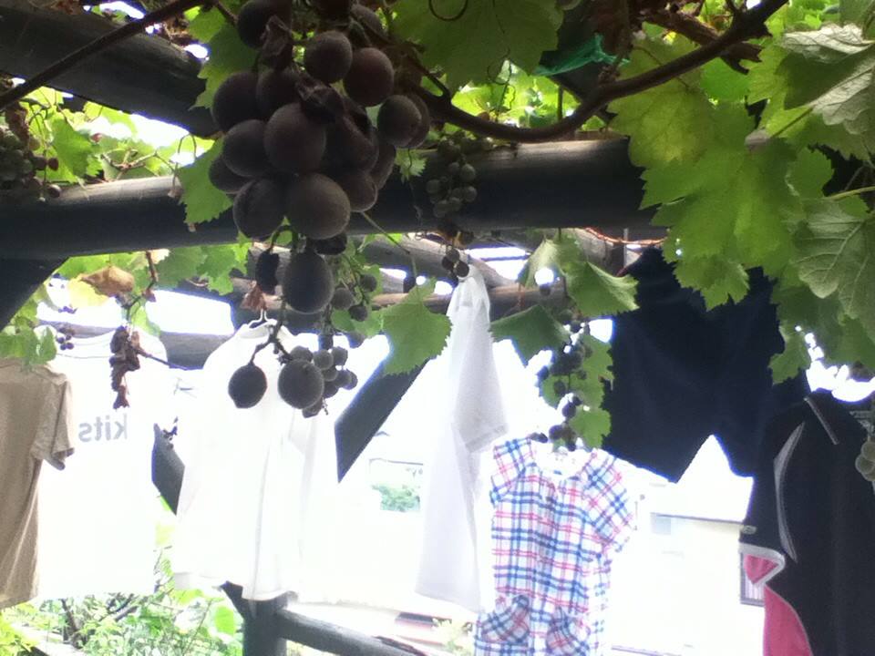 野鳥から葡萄を守れ洗濯もの