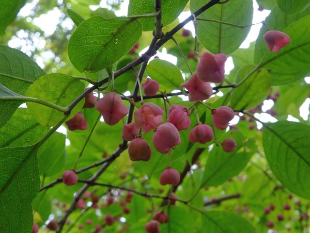 201016mayumi1.jpg