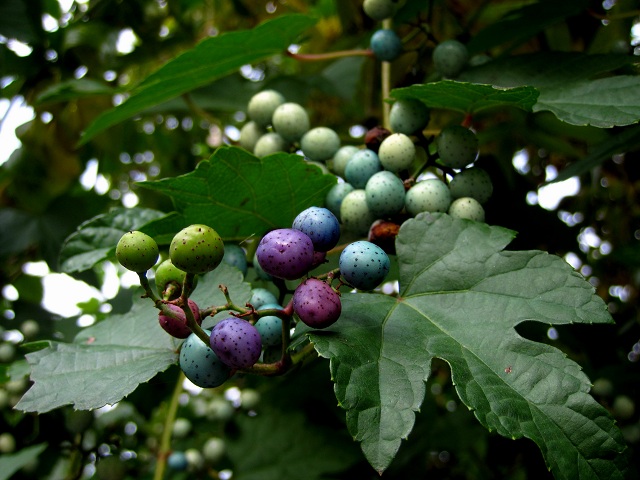 003キレハノブドウ2012.10.30.JPG