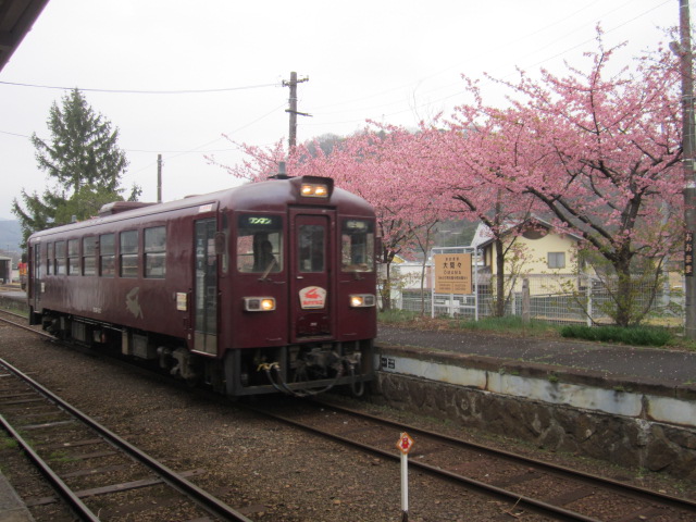 河津桜の咲く大間々駅に進入する列車