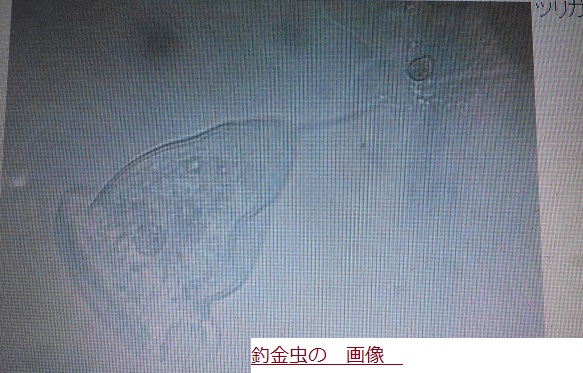 つりがねむし.JPG