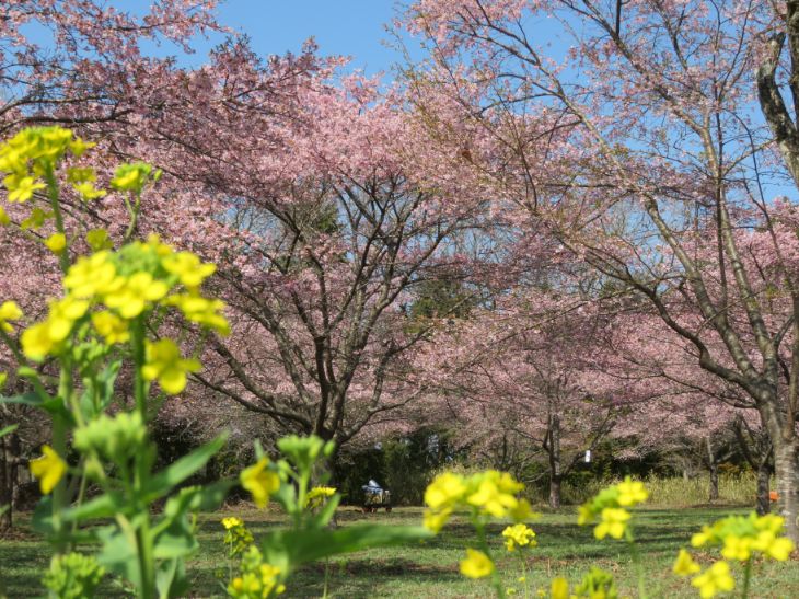 しだれ桜の里 (6).jpg