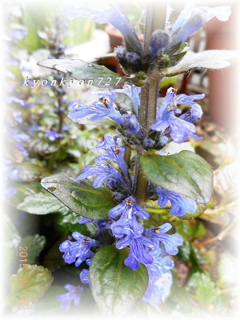 DSCN0728.jpg