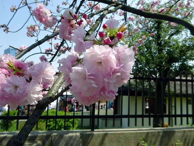 造幣局通り抜け (40).JPG