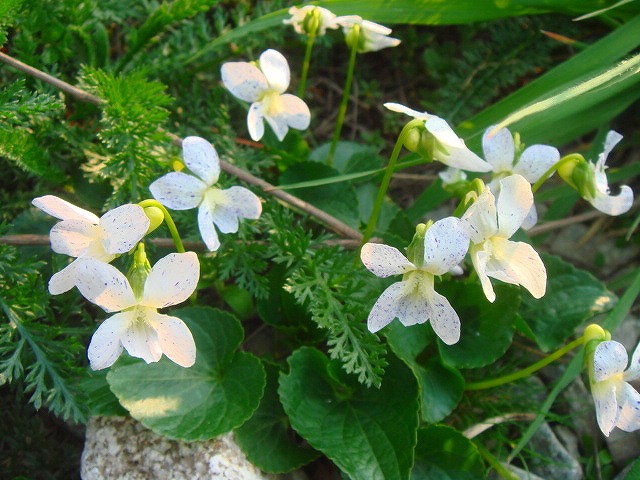 DSC01545.jpg