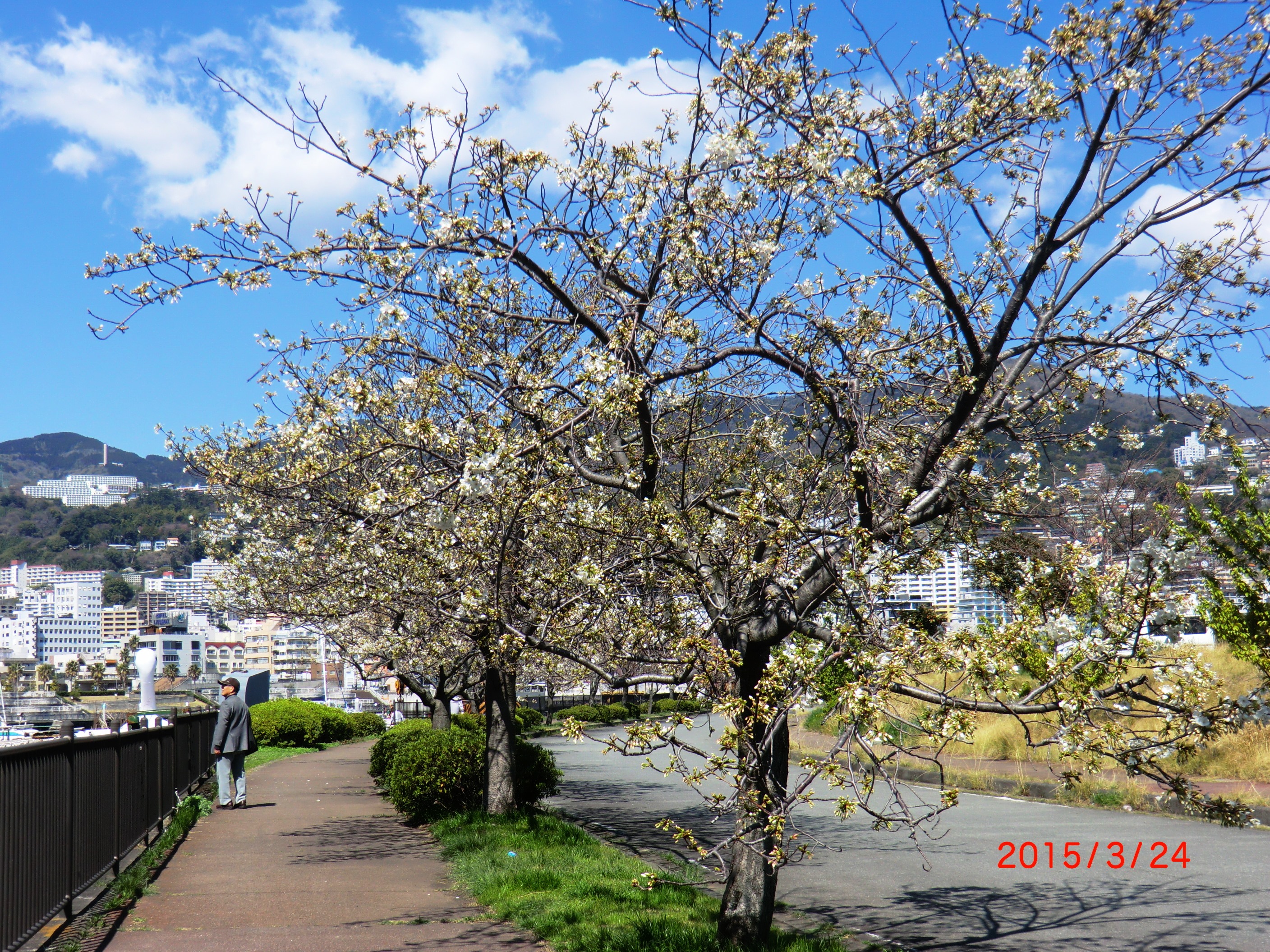 １５－３－２８桜 002.JPG