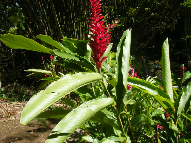 グアム旅行 タロフォフォの滝 (6).JPG