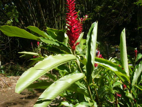 グアム旅行 タロフォフォの滝 (6).JPG