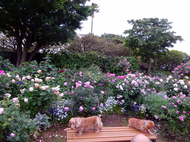 港の見える丘公園 (20).JPG