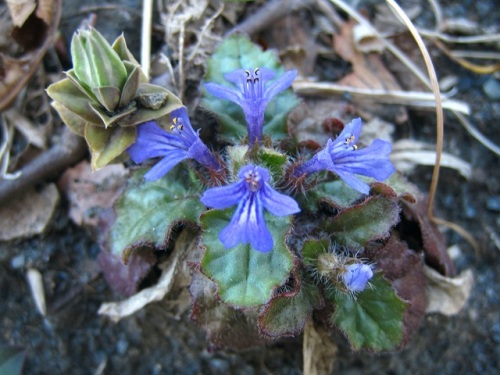 キランソウの花が咲いています 地面にはりつくように咲く小さな花ですが 花の特徴などを観察してみました しろうと自然科学者の自然観察日記 楽天ブログ