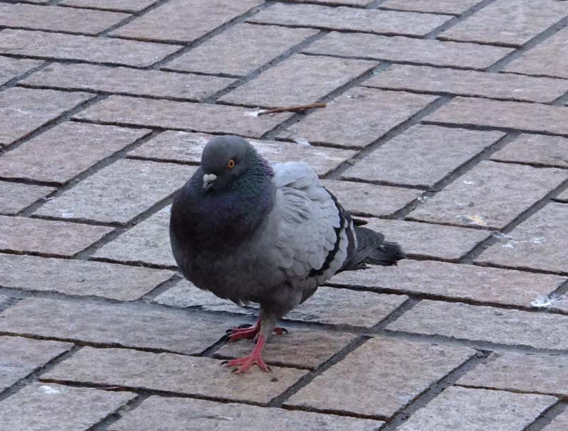 hato.jpg