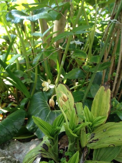 IMG_6991 (480x640).jpg