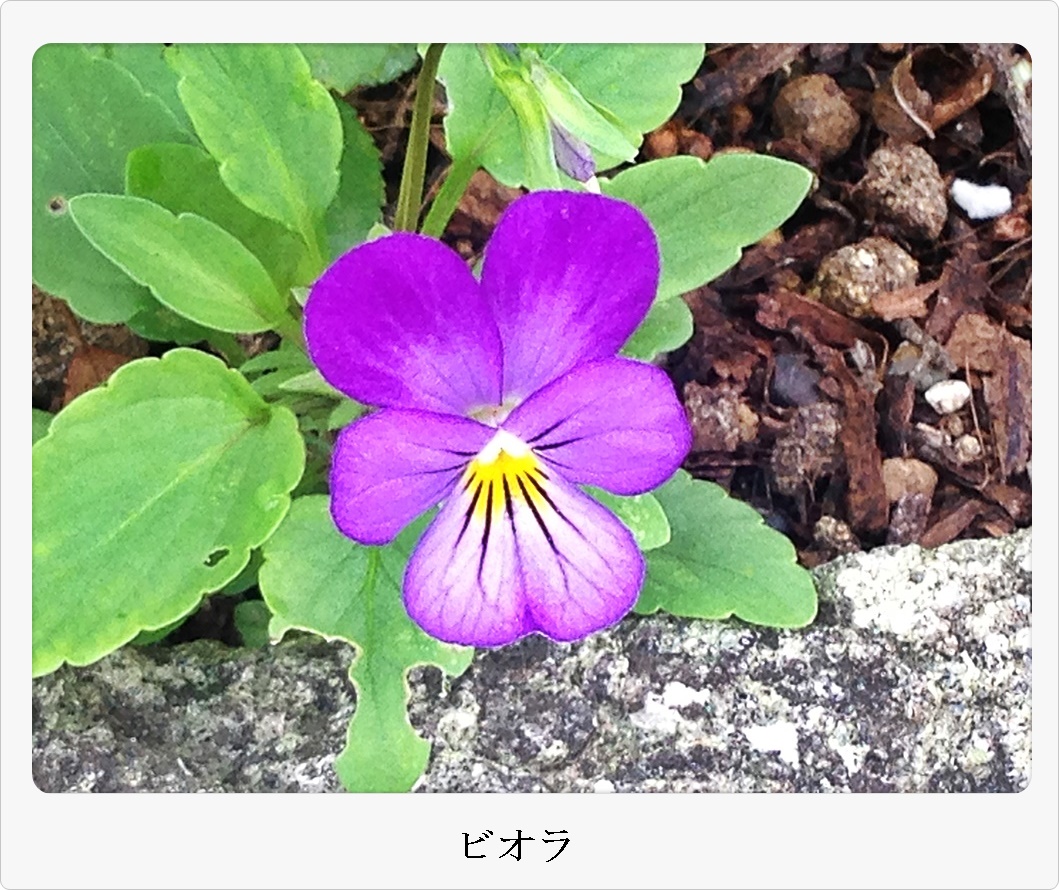 ビオラ2015-06-24_07-54-16.JPG