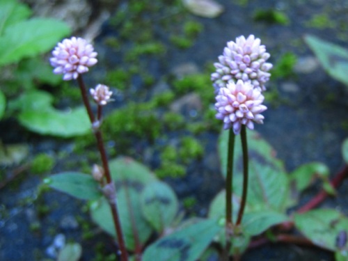 ヒメツルソバの花 晩秋 11月初旬 の高尾山での自然観察 その17 最終回 しろうと自然科学者の自然観察日記 楽天ブログ