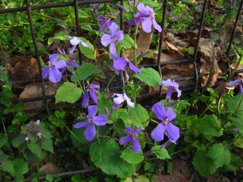 玉川上水の岸辺を紫色に染めるムラサキハナナの花 4月のウォーキングコースの植物 しろうと自然科学者の自然観察日記 楽天ブログ