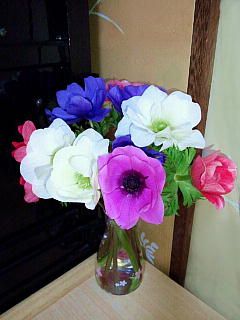 CAI_140209_1950お供えのアネモネの花QVGA.JPG