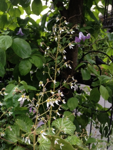 IMG_9172 (480x640).jpg