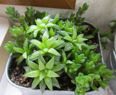 5ページ目の ハオルチア 狭い庭を花いっぱいにする育て方 楽天ブログ