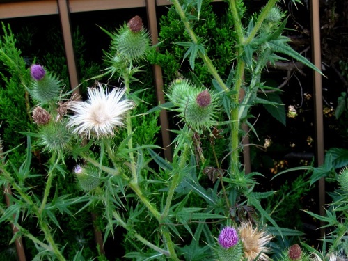 アメリカオニアザミの花 外来生物法で 要注意外来生物 に指定されています しろうと自然科学者の自然観察日記 楽天ブログ